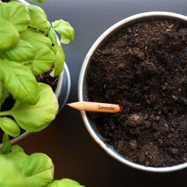 pencil with seeds - coriander