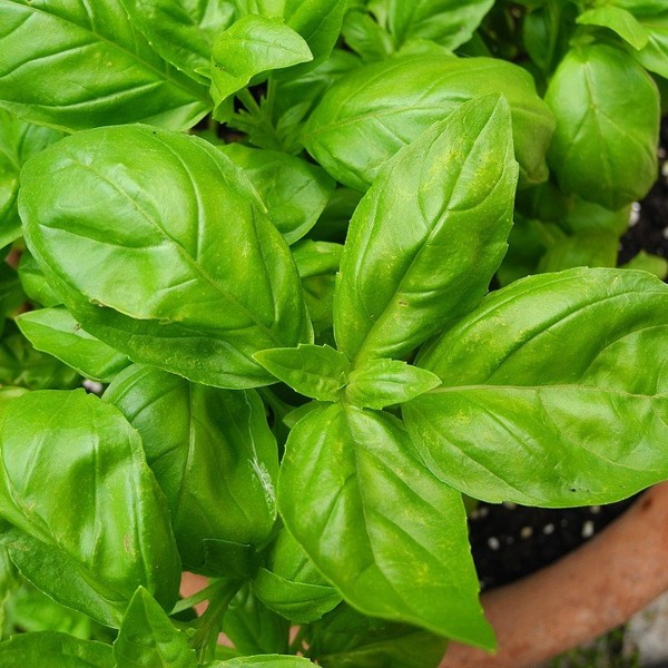 pencil with seeds - green: basil