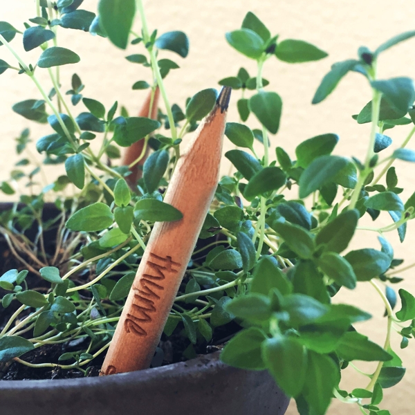 pencil with seeds - thyme