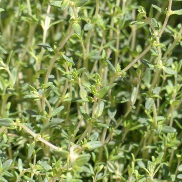 pencil with seeds - basil - thyme