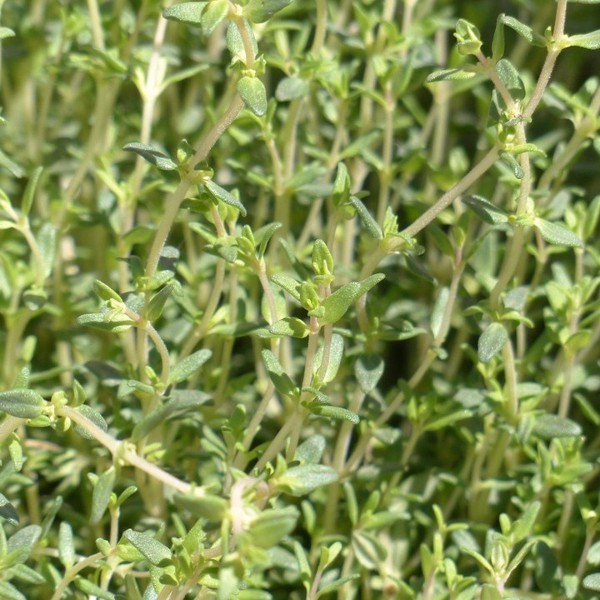 pencil with seeds - thyme