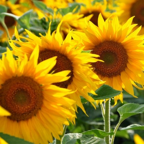 Regenbogenstift rund mit Samen: Sonnenblume