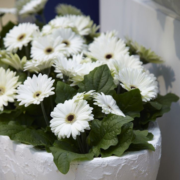 crayon couleur avec semences - jaune: marguerite