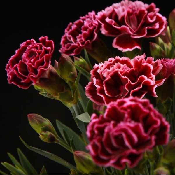 pencil with seeds - red: carnation