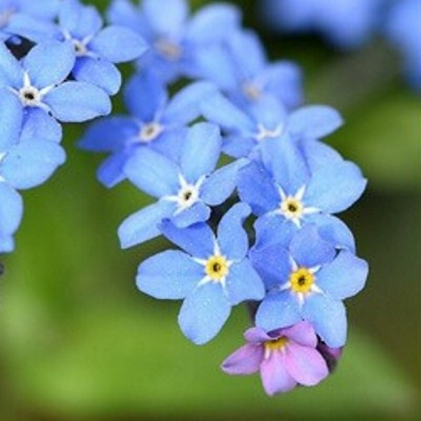 kleurpotlood met zaden - blauw: vergeet-me-niet