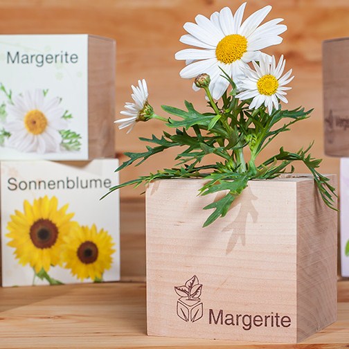 Ecocube with seeds - flowers