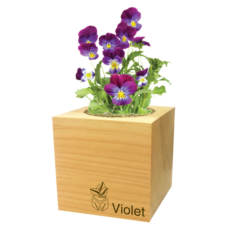 Ecocube avec graines - fleurs