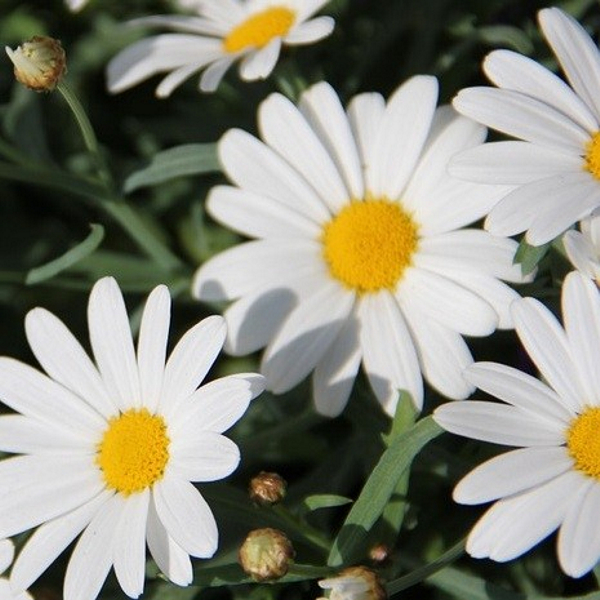 Bleistift mit Samen - Gänseblümchen