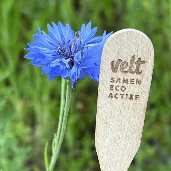 Wooden plant plug, flower sign