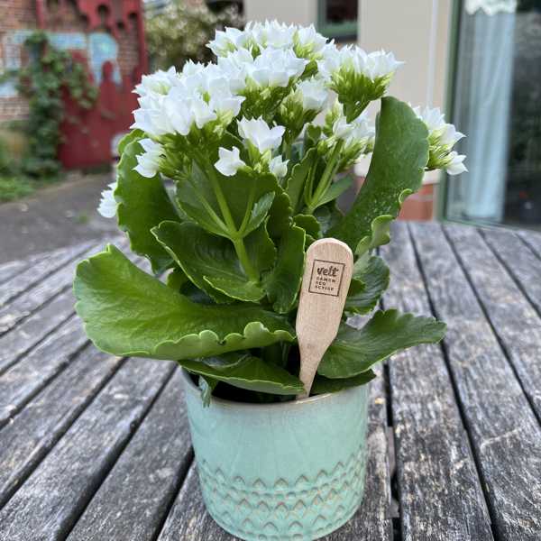 Wooden plant plug, flower sign