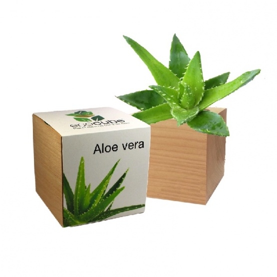 images/productimages/small/aloe-vera.jpg