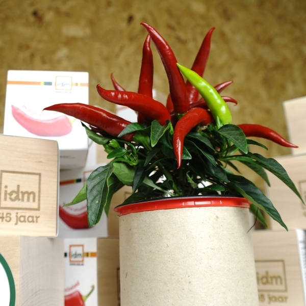 images/productimages/small/ecocube-iok-1.jpg