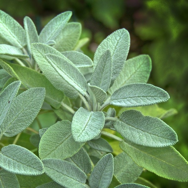 pencil with seeds - sage