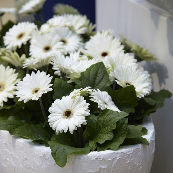 kleurpotlood met zaden - geel: margriet