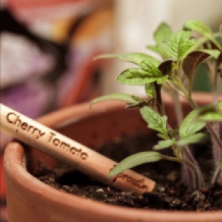 pencil with seeds - cherry tomato