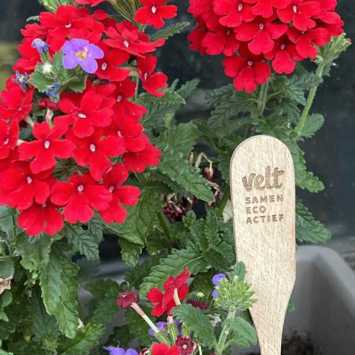 Wooden plant plug, flower sign